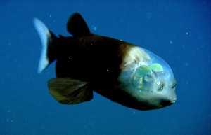 fish-transparent-head-barreleye_10442_600x450