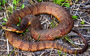 Banded_water_snake_in_Alabama