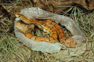 Snake-Shedding